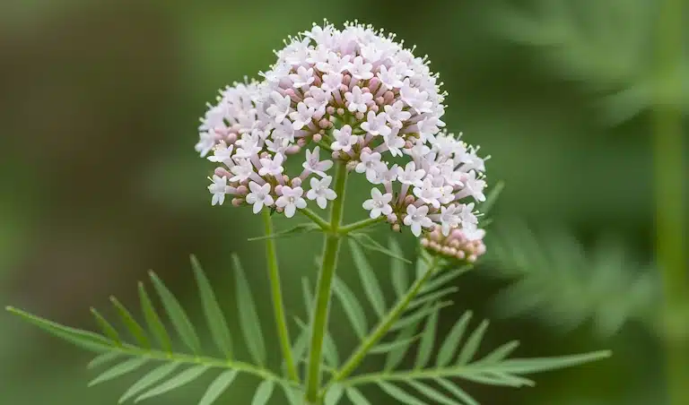 Valériane : la plante pour des nuits paisibles et naturelles
