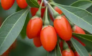 Baie de goji et sommeil
