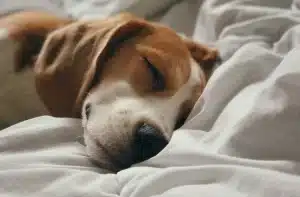 Dormir avec son chien : bonne ou mauvaise idée