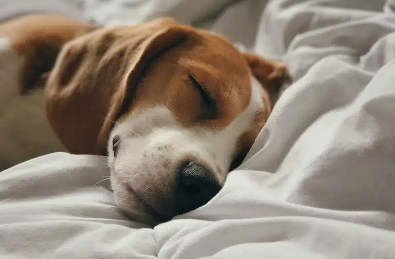 Dormir avec son chien : bonne ou mauvaise idée