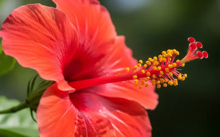 Hibiscus et sommeil :